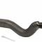 Proforged 1974-1978 Toyota Corona Tie Rod End 104-10012